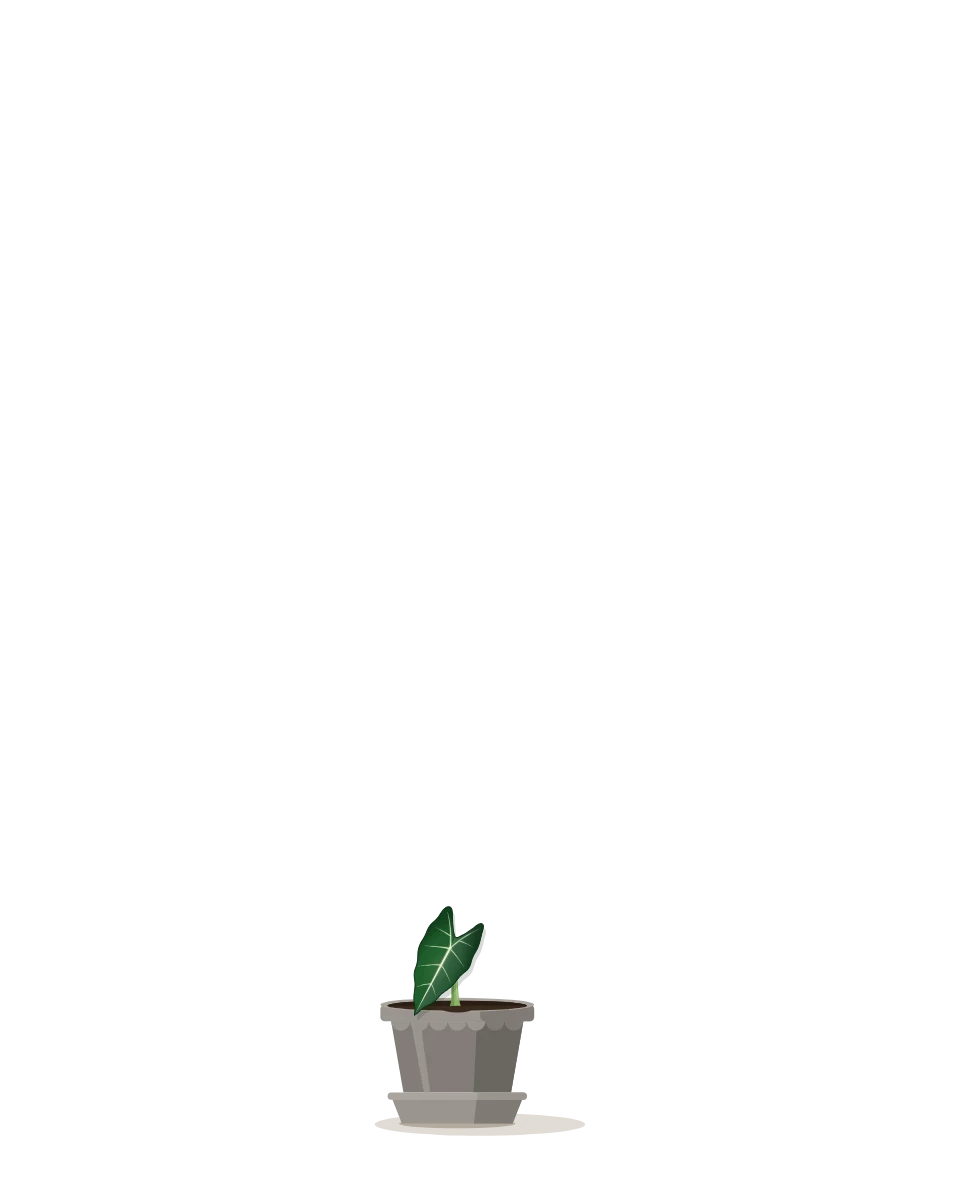 Drawing of a Alocasia micholitziana 'Frydek', young: Day 1. A young plant with a single leaf.