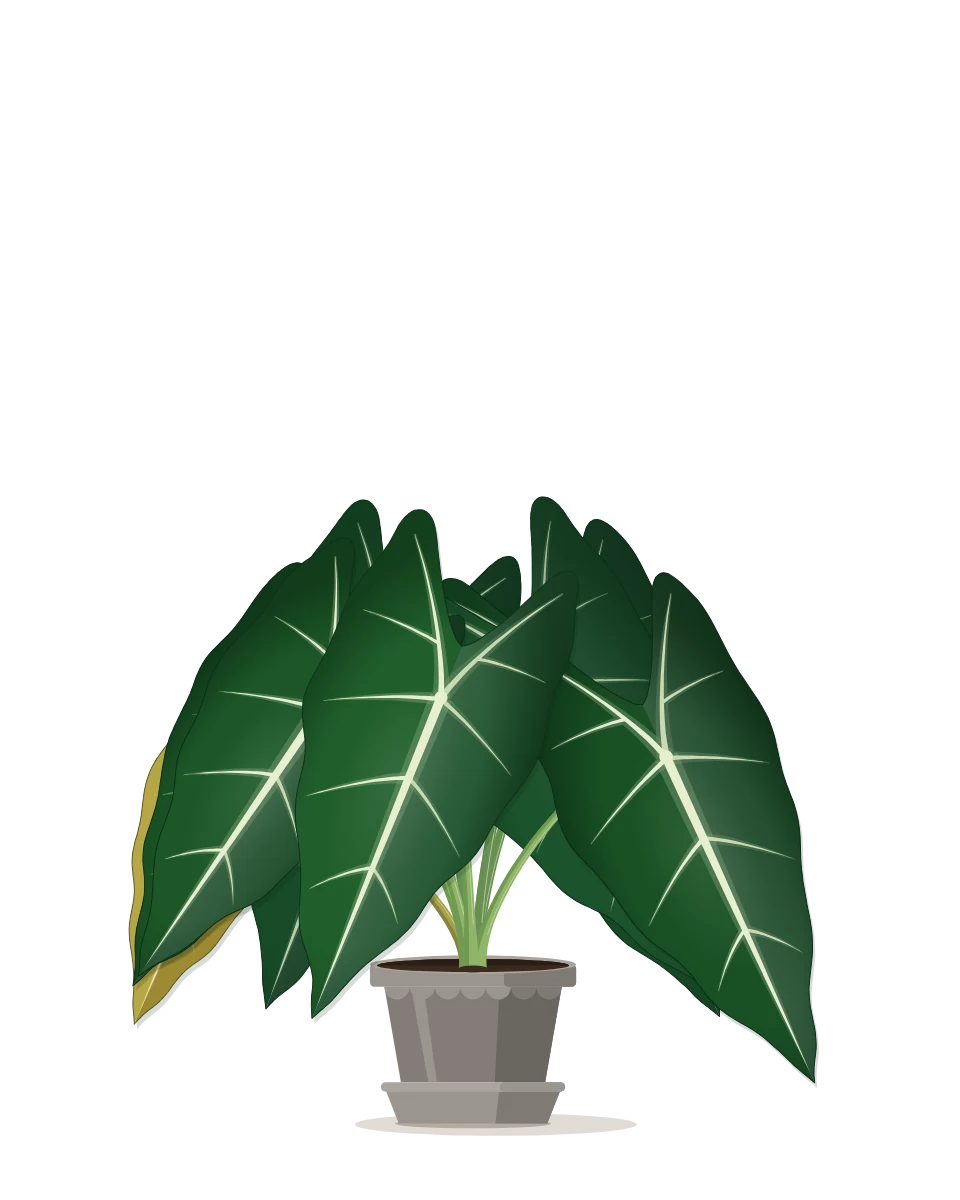 Drawing of a Alocasia micholitziana 'Frydek' in a pot