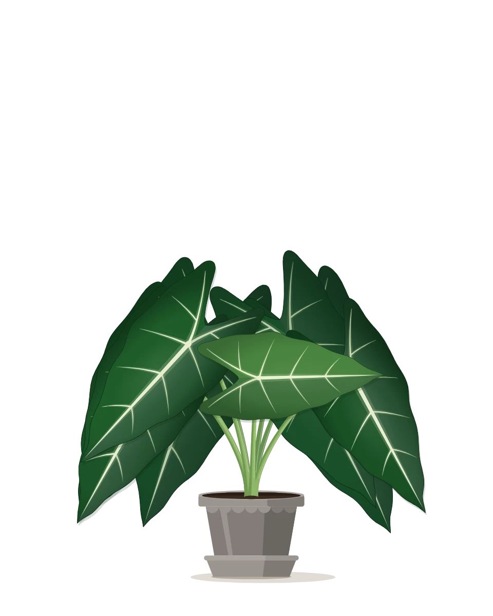 Drawing of a Alocasia micholitziana 'Frydek', grown: Day 300. Full grown.
