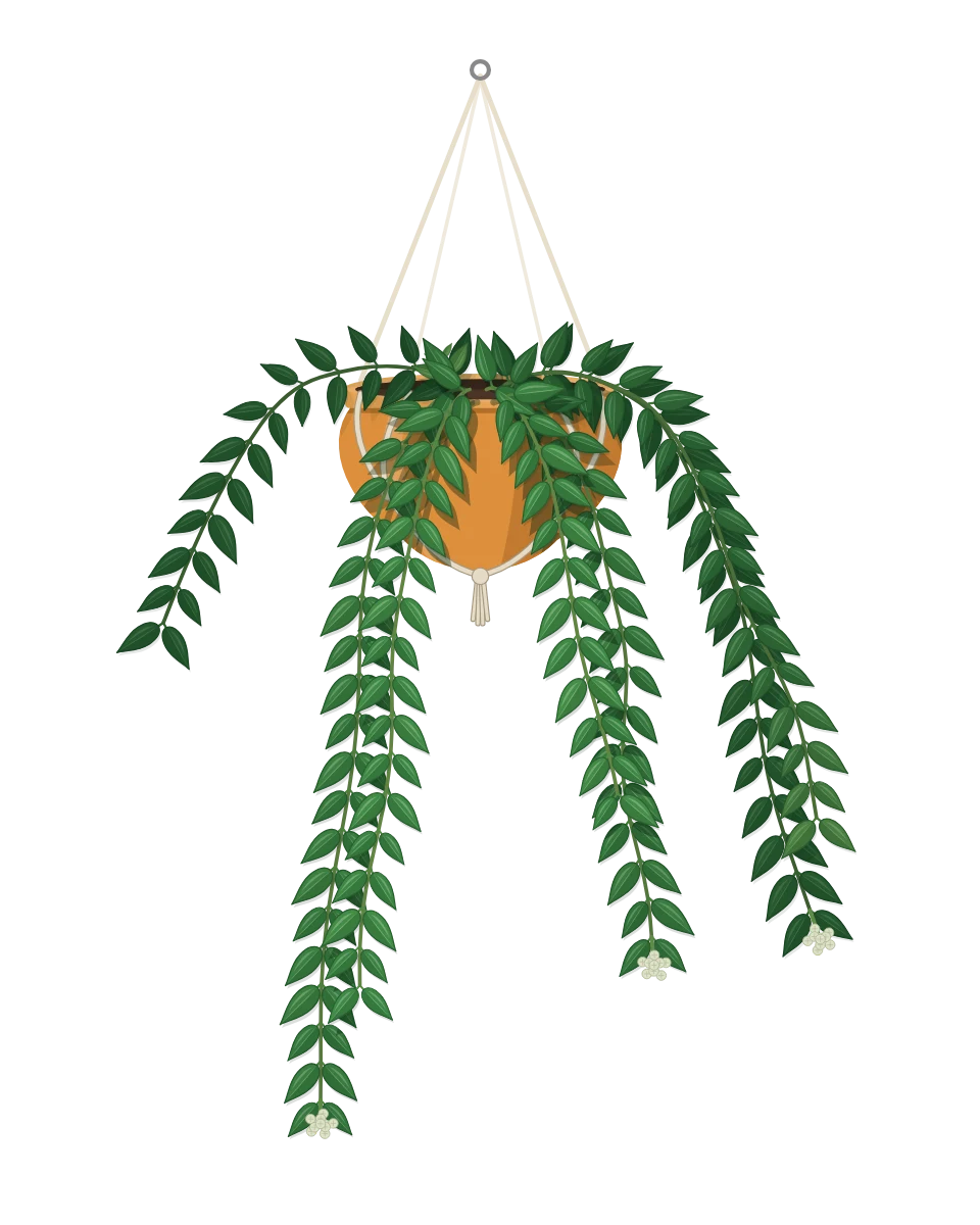 Drawing of a Hoya lanceolata subsp. bella in a pot