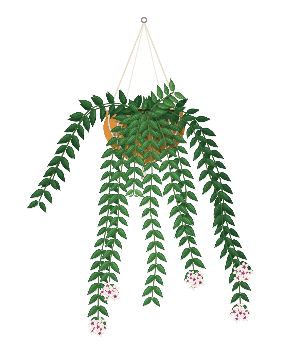 Drawing of a Hoya lanceolata subsp. bella in a pot