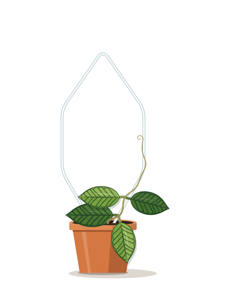 Drawing of a Hoya callistophylla, a cutting: Day 1. A rooted cutting, fresh in its pot.