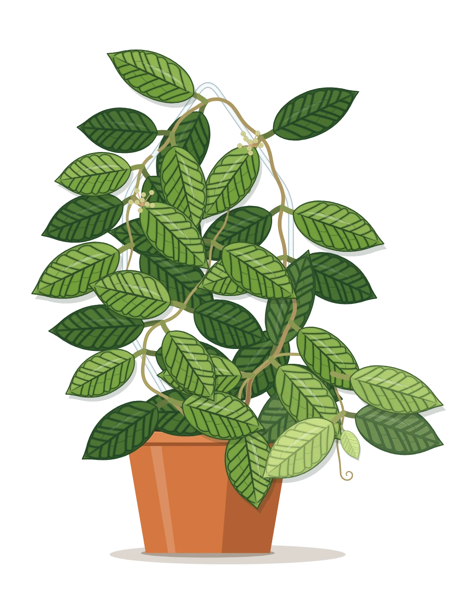 Drawing of a Hoya callistophylla in a pot