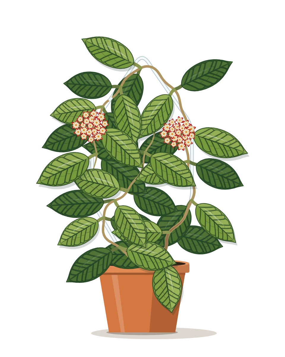Drawing of a Hoya callistophylla in a pot
