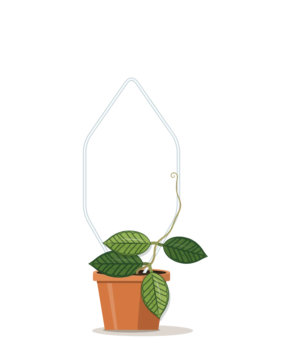 Drawing of a Hoya callistophylla on day 1 of a habit kept.