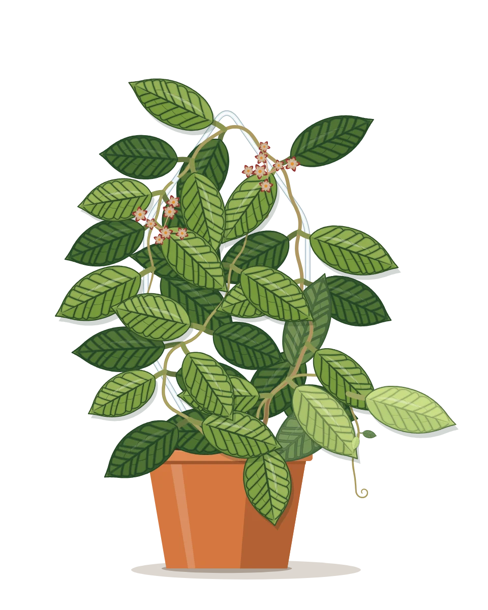 Drawing of a Hoya callistophylla on day 107 of a habit kept.