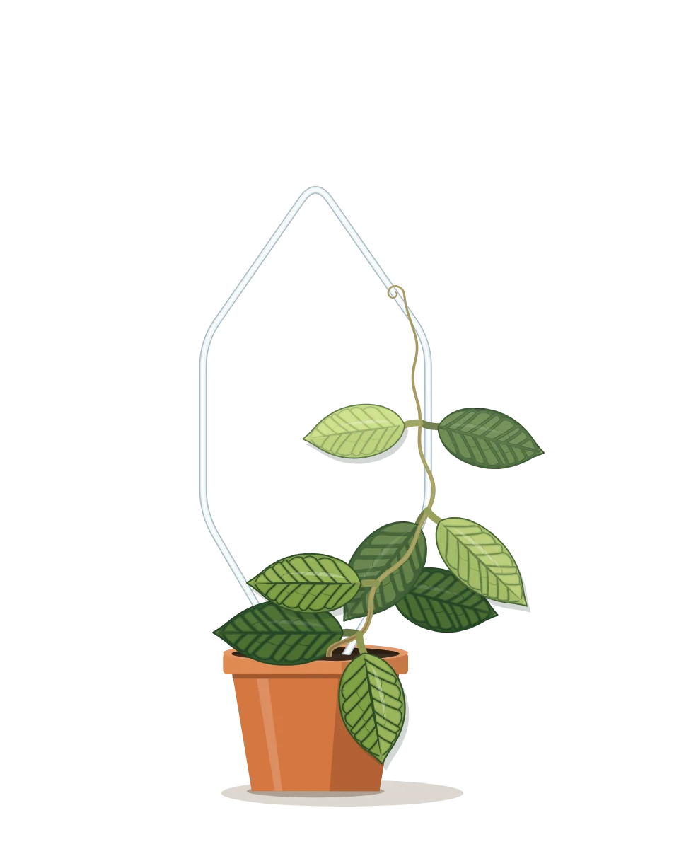 Drawing of a Hoya callistophylla on day 12 of a habit kept.