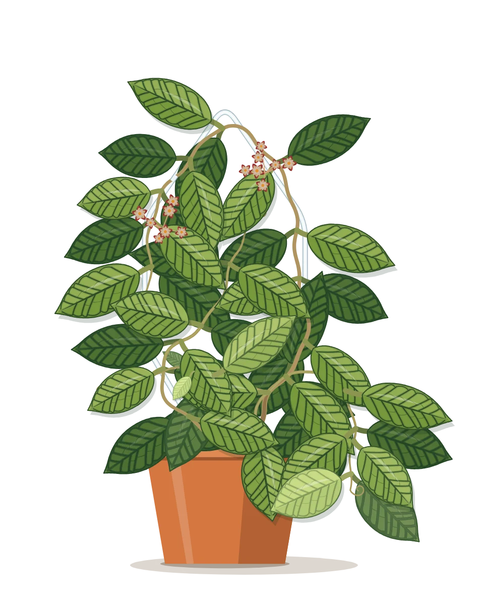 Drawing of a Hoya callistophylla on day 131 of a habit kept.