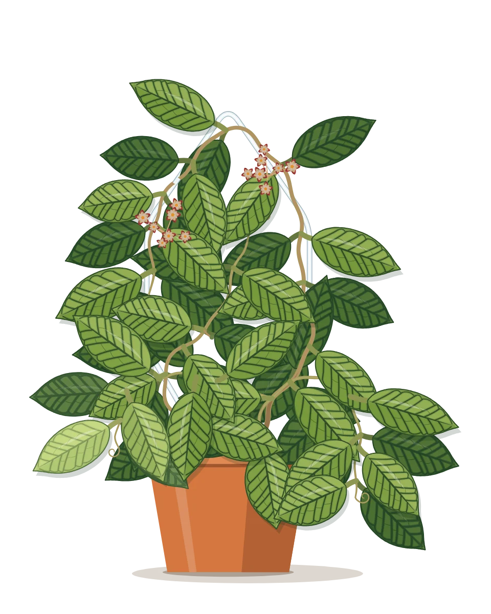 Drawing of a Hoya callistophylla on day 155 of a habit kept.