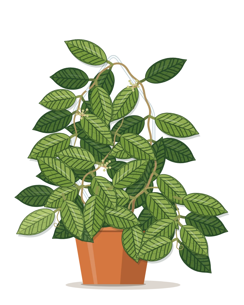 Drawing of a Hoya callistophylla on day 160 of a habit kept.