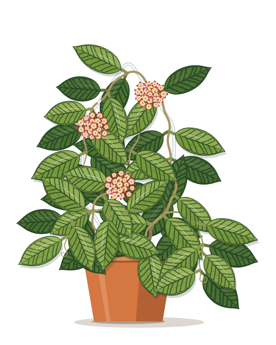 Drawing of a Hoya callistophylla on day 166 of a habit kept.