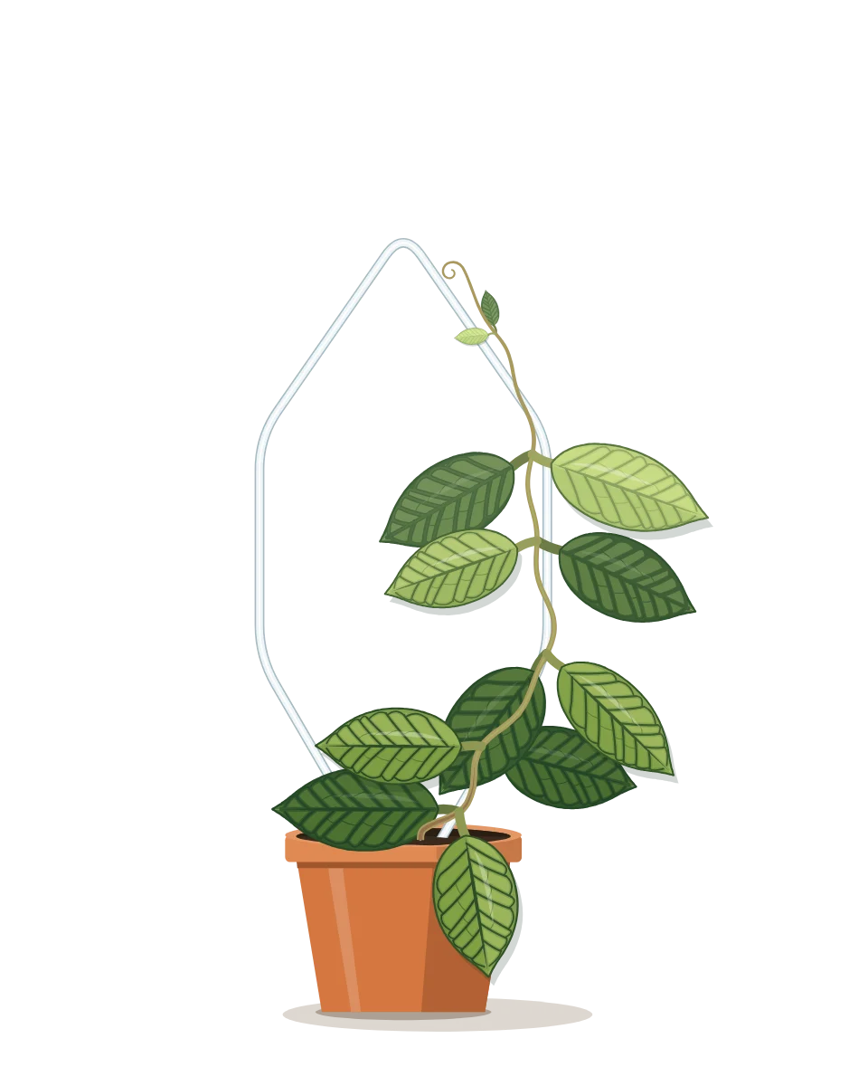 Drawing of a Hoya callistophylla on day 20 of a habit kept.