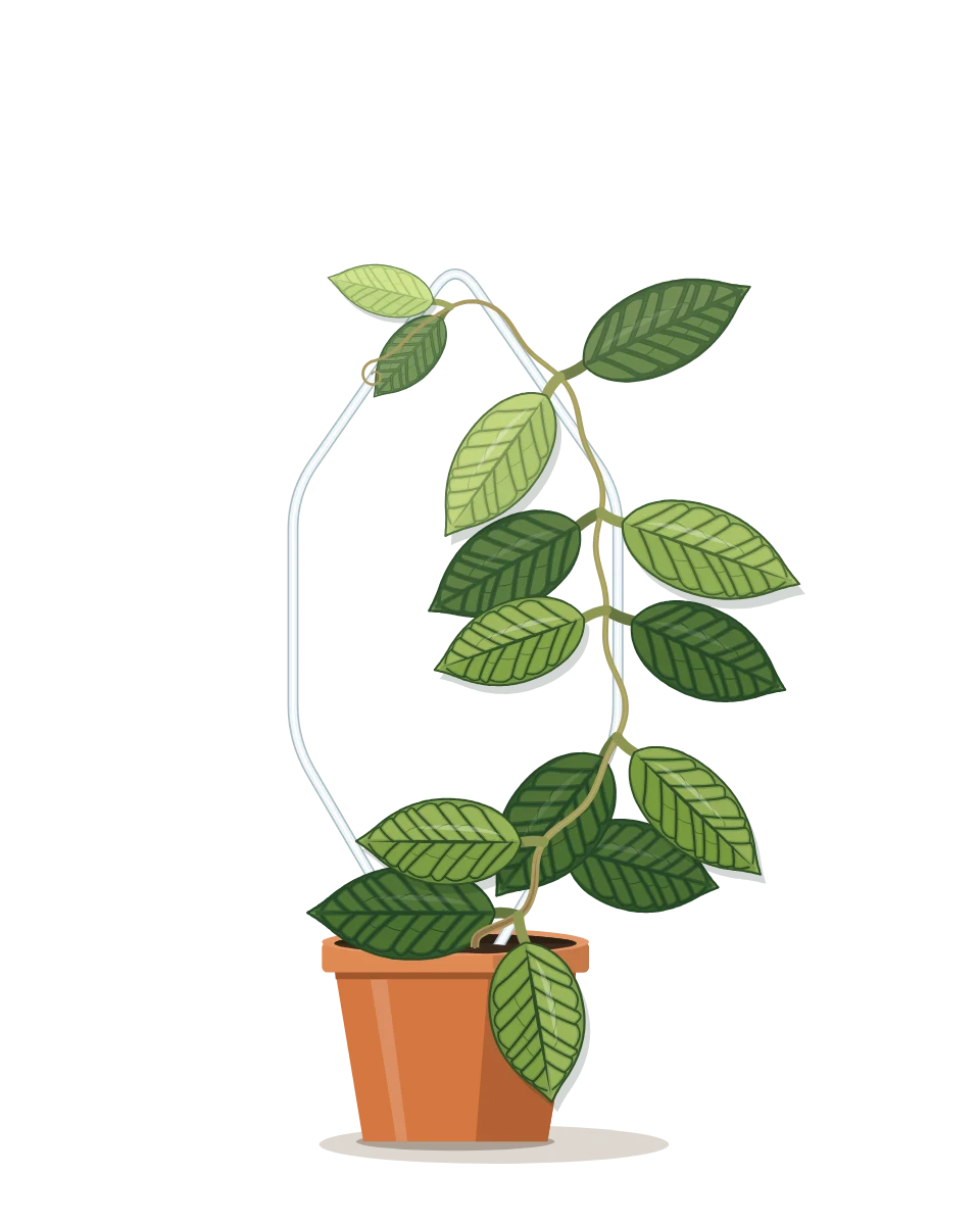 Drawing of a Hoya callistophylla on day 28 of a habit kept.