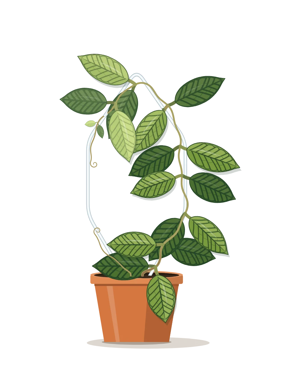 Drawing of a Hoya callistophylla on day 36 of a habit kept.