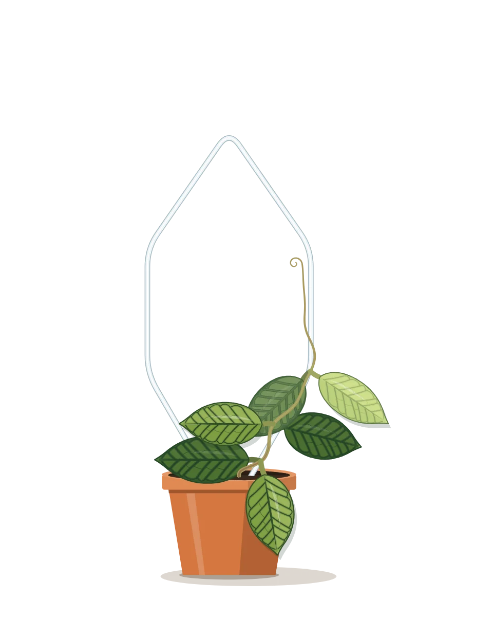 Drawing of a Hoya callistophylla on day 6 of a habit kept.