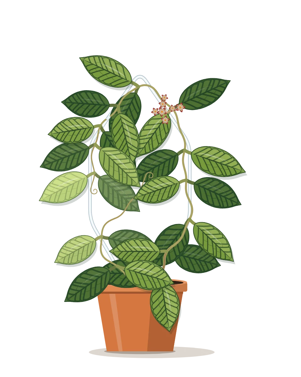 Drawing of a Hoya callistophylla on day 60 of a habit kept.