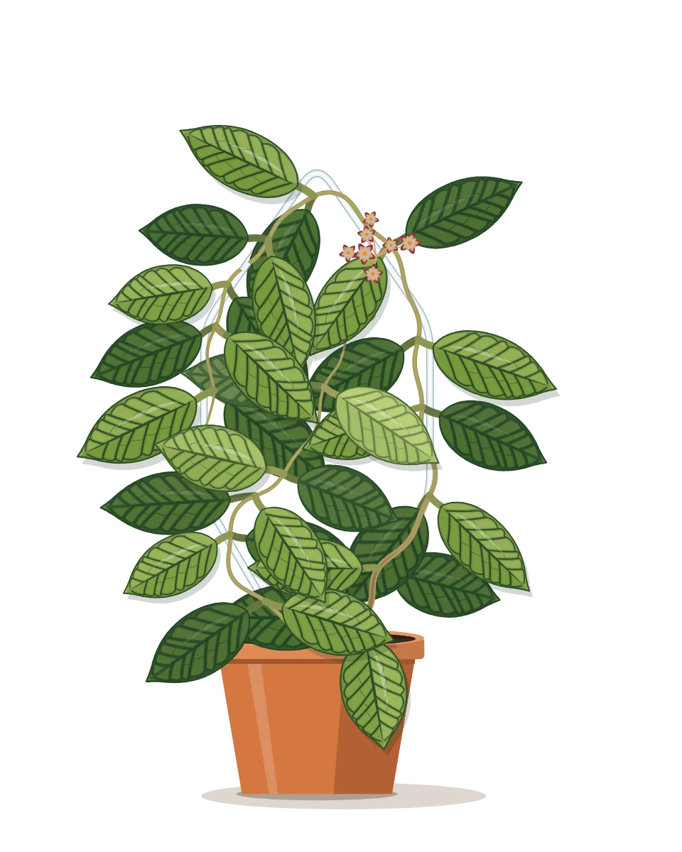 Drawing of a Hoya callistophylla on day 83 of a habit kept.