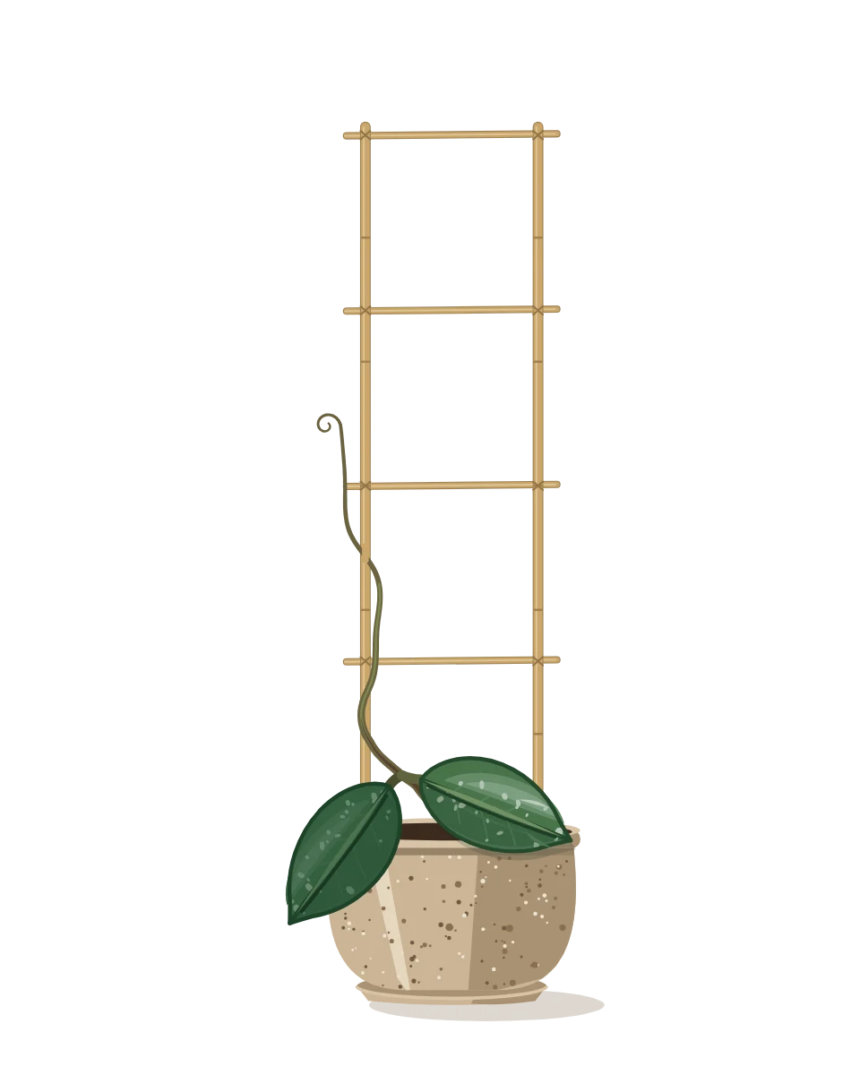 Drawing of a Hoya carnosa, a cutting: Day 1. A rooted cutting, fresh in its pot.