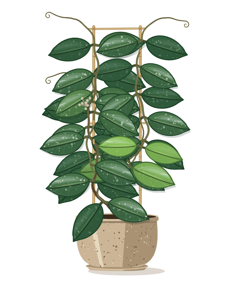 Drawing of a Hoya carnosa in a pot