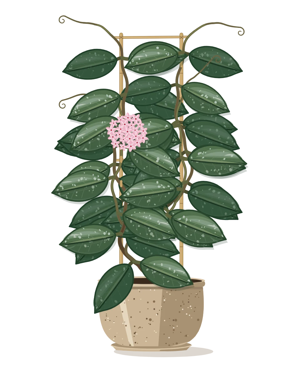 Drawing of a Hoya carnosa in a pot
