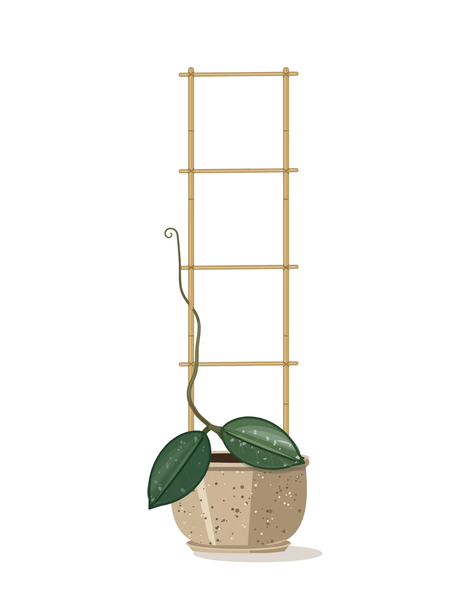 Drawing of a Hoya carnosa on day 1 of a habit kept.
