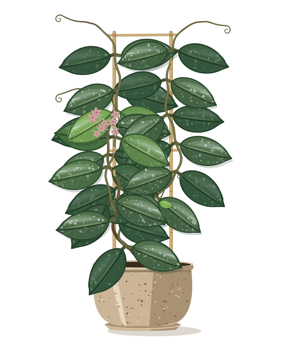 Drawing of a Hoya carnosa on day 102 of a habit kept.