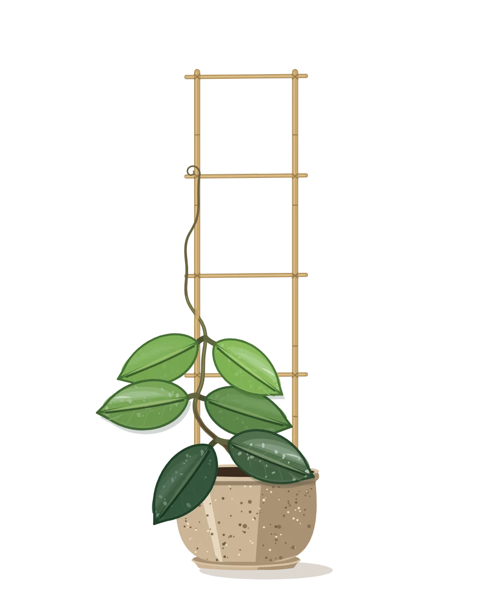 Drawing of a Hoya carnosa on day 12 of a habit kept.