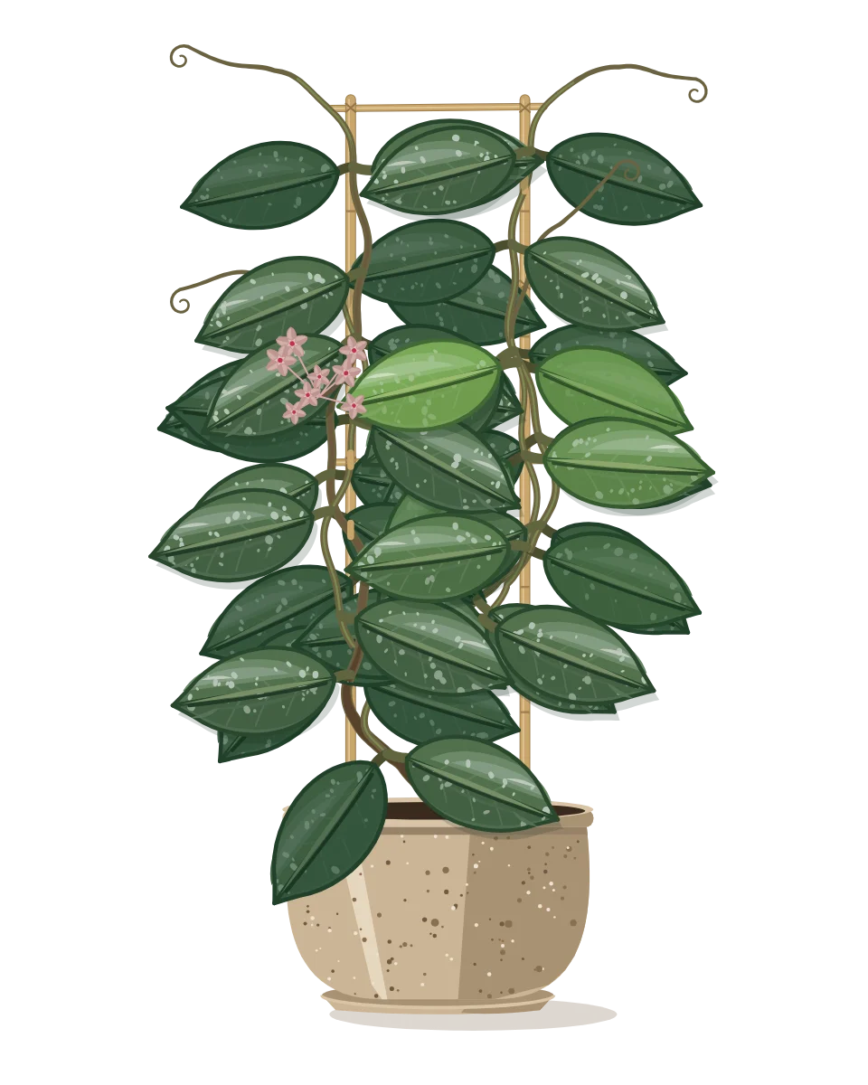 Drawing of a Hoya carnosa on day 126 of a habit kept.