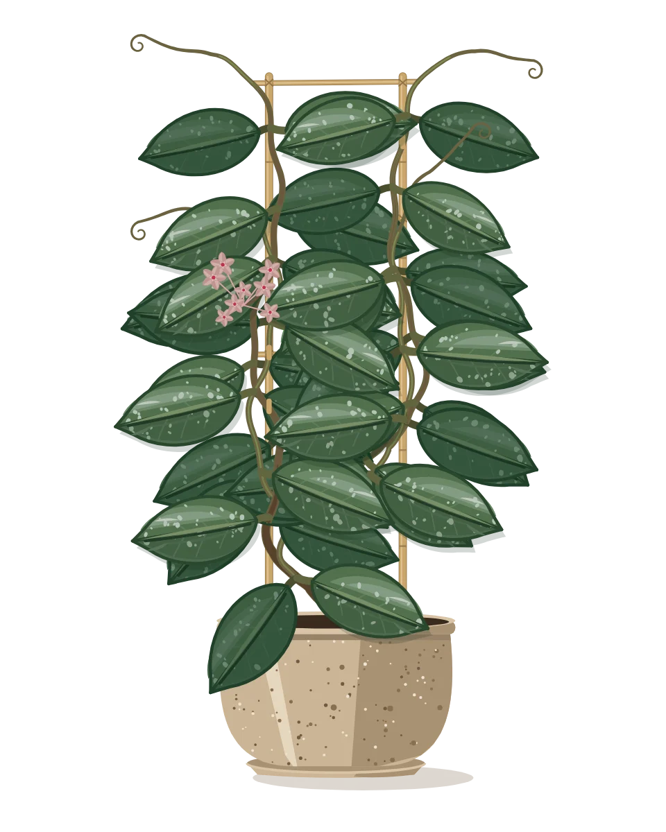 Drawing of a Hoya carnosa on day 150 of a habit kept.