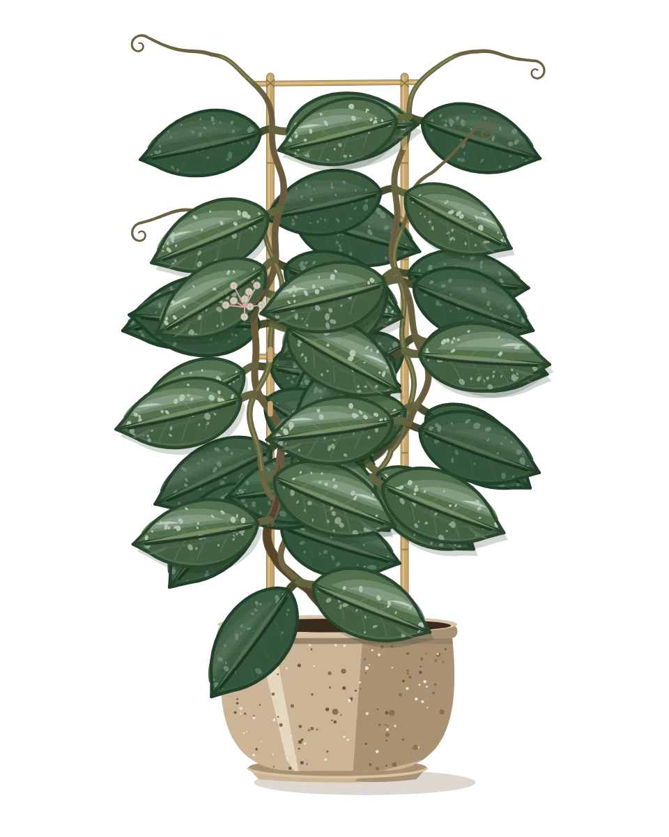 Drawing of a Hoya carnosa on day 155 of a habit kept.