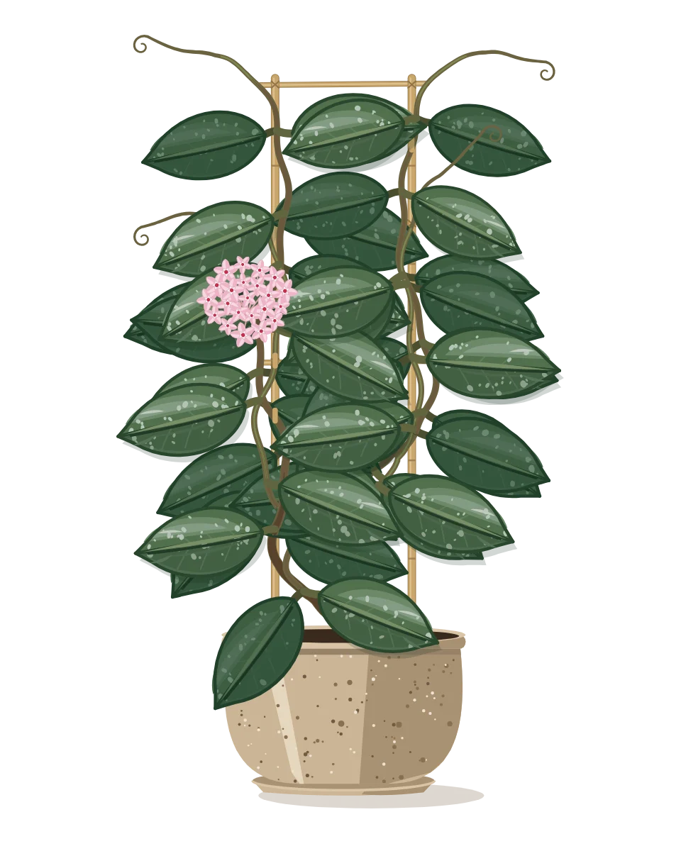 Drawing of a Hoya carnosa on day 162 of a habit kept.