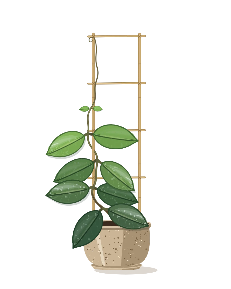 Drawing of a Hoya carnosa on day 20 of a habit kept.