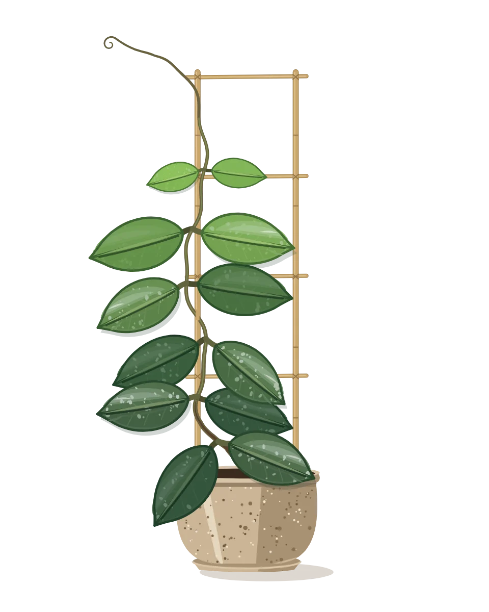 Drawing of a Hoya carnosa on day 28 of a habit kept.