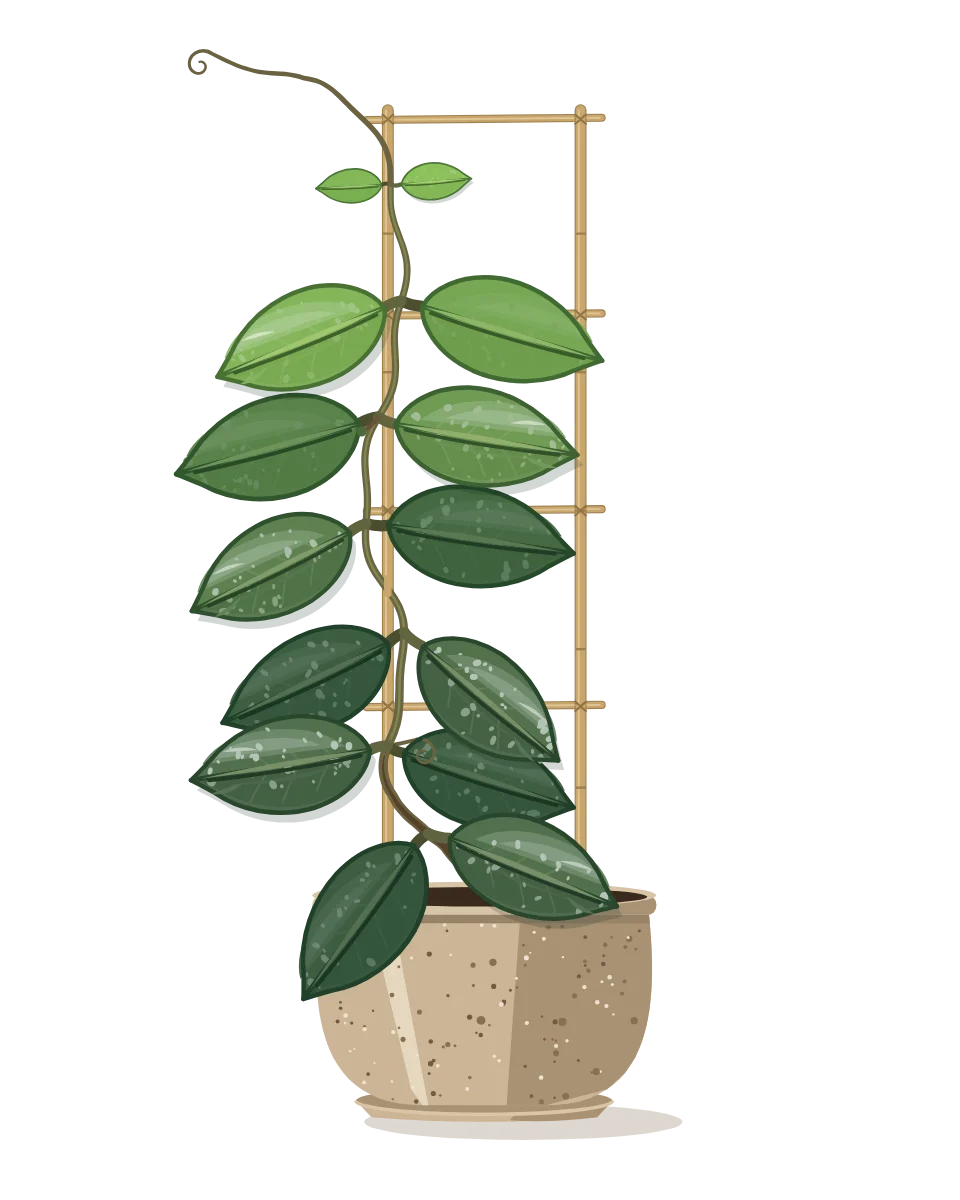 Drawing of a Hoya carnosa on day 32 of a habit kept.