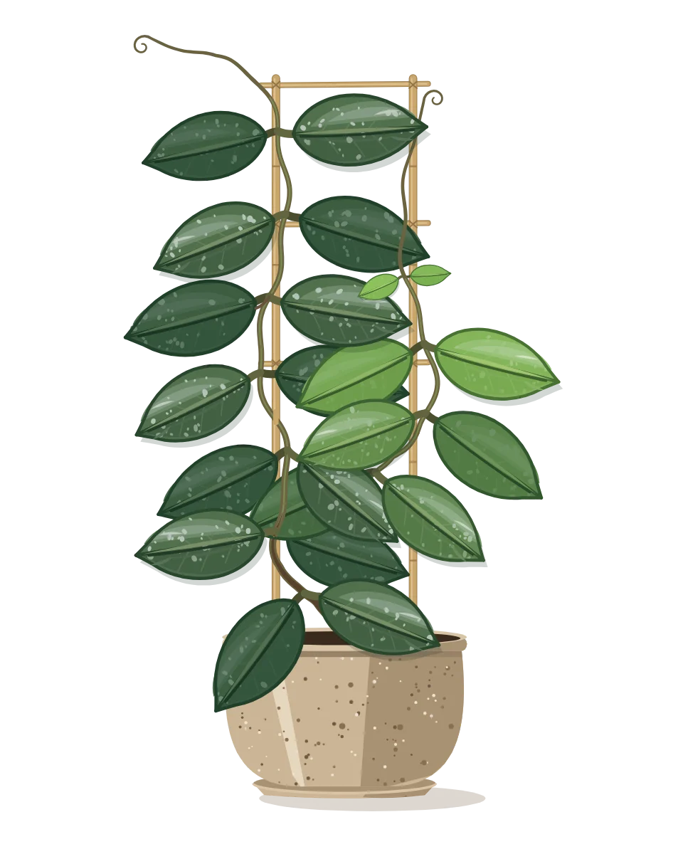 Drawing of a Hoya carnosa on day 56 of a habit kept.