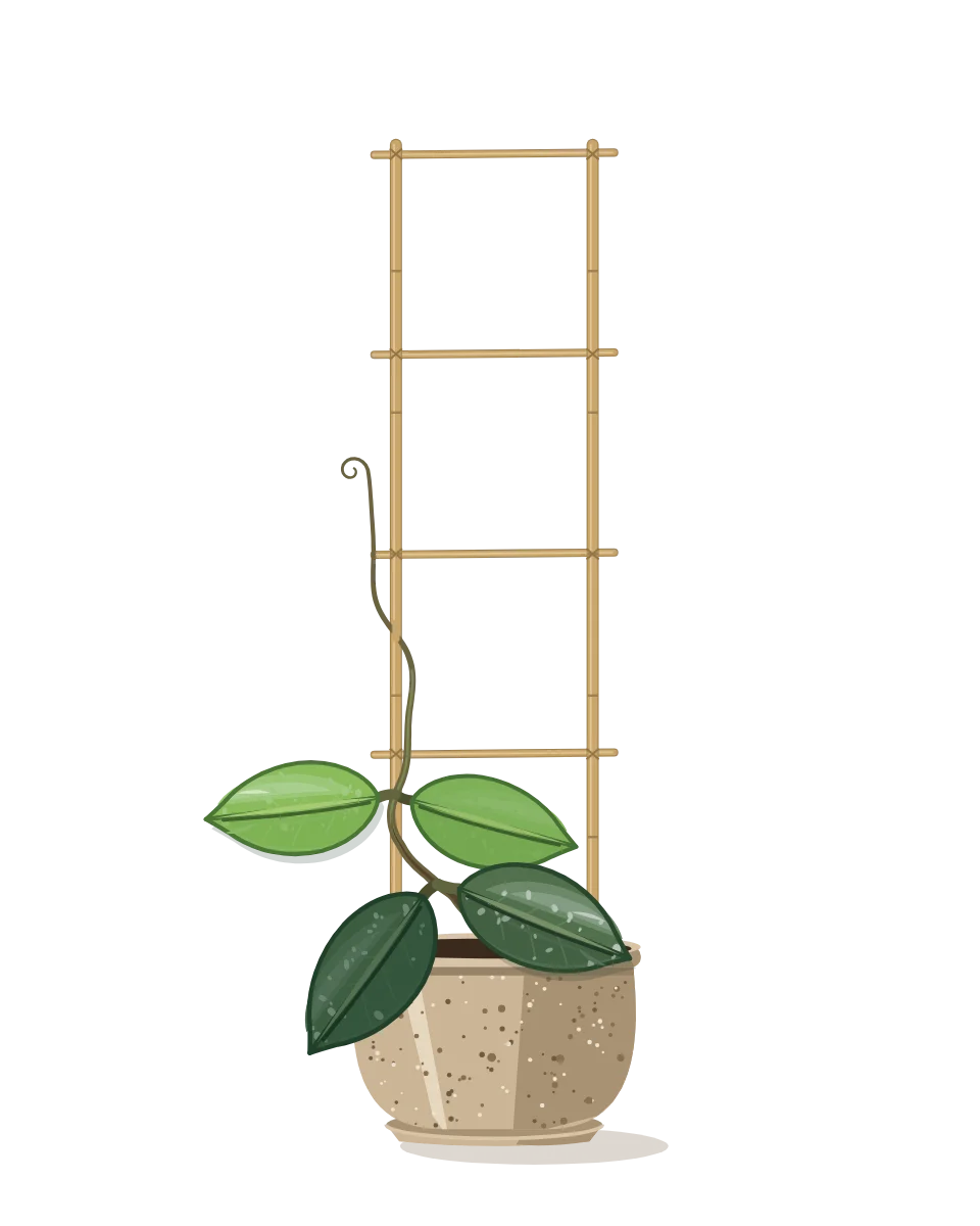 Drawing of a Hoya carnosa on day 6 of a habit kept.