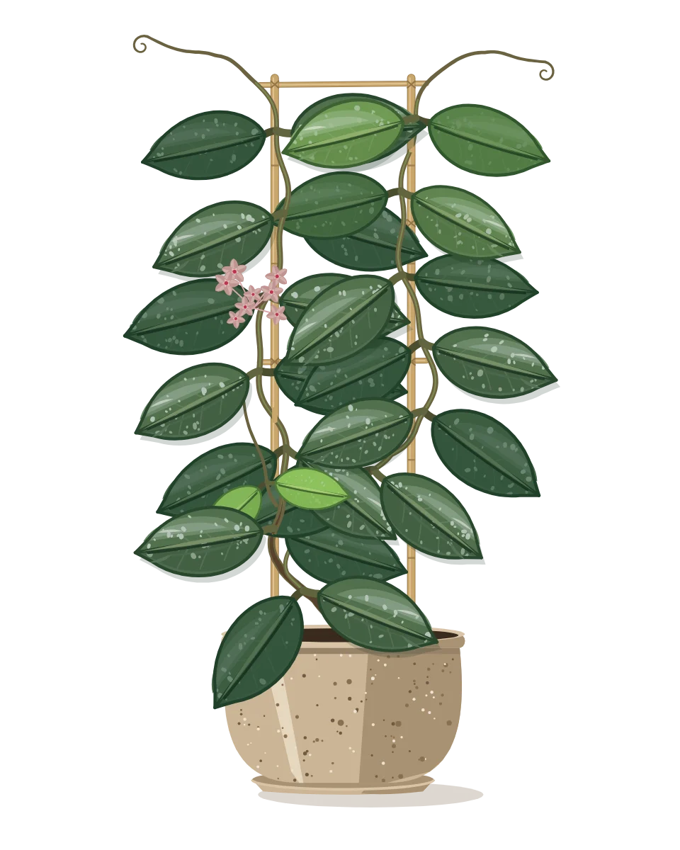 Drawing of a Hoya carnosa on day 78 of a habit kept.