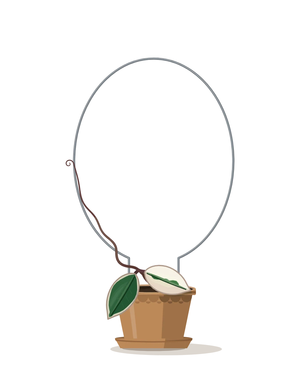 Drawing of a Hoya carnosa 'Krimson Queen', a cutting: Day 1. A rooted cutting, fresh in its pot.