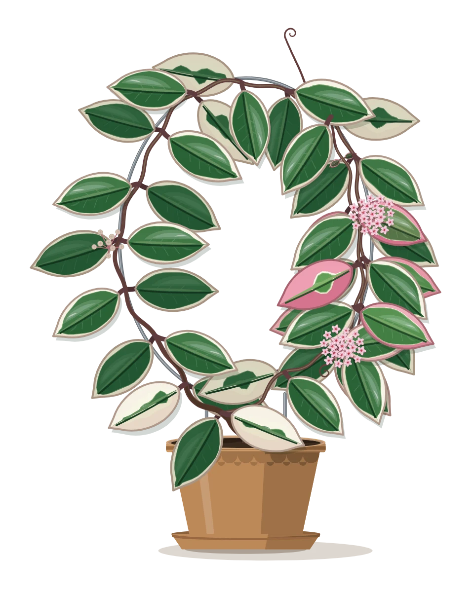 Drawing of a Hoya carnosa 'Krimson Queen' in a pot
