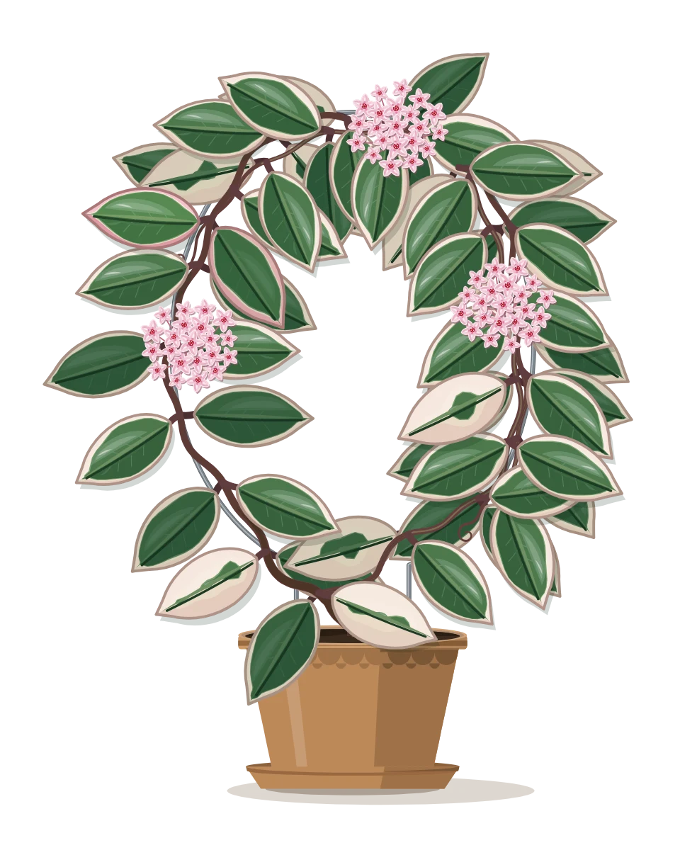 Drawing of a Hoya carnosa 'Krimson Queen' in a pot