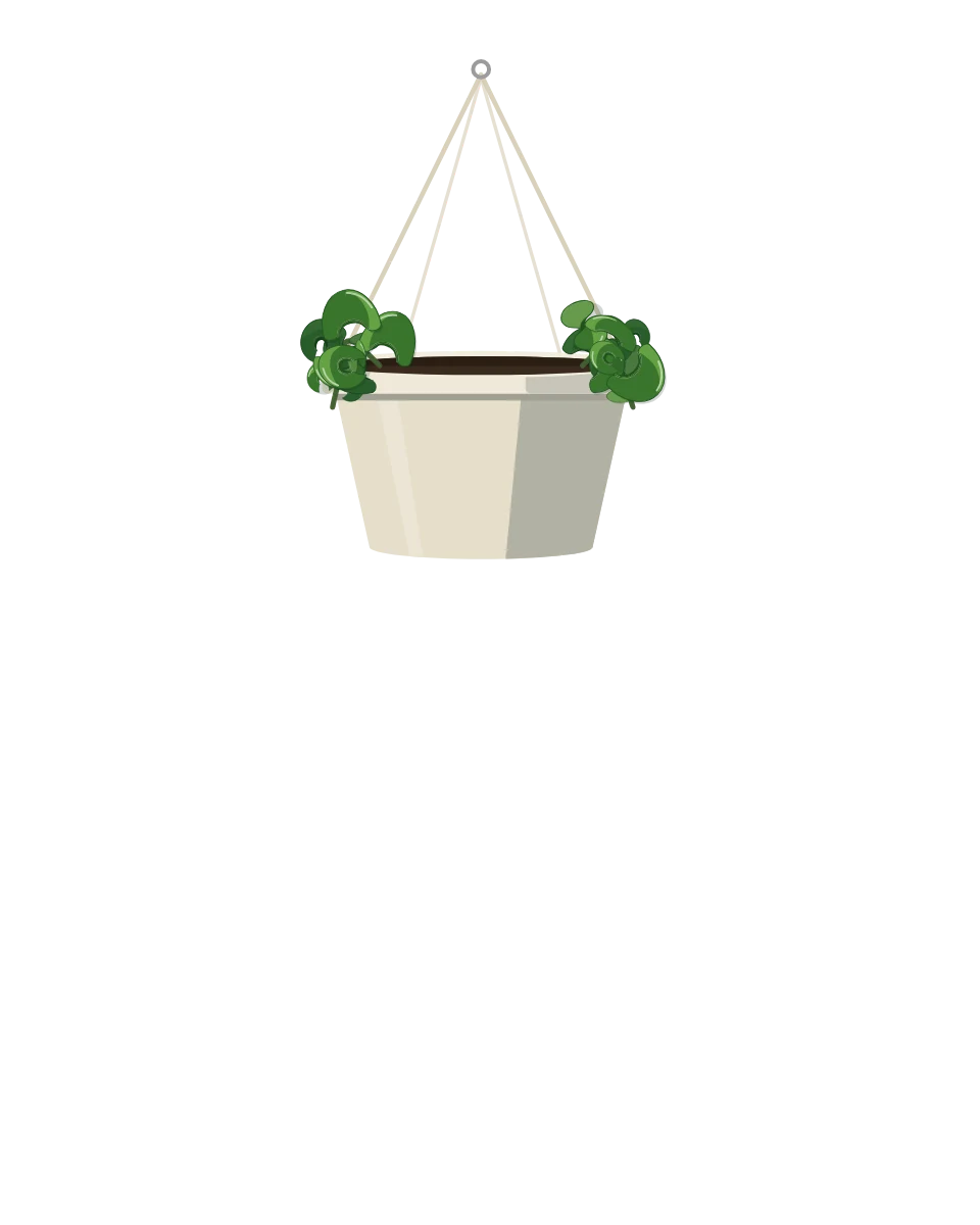 Drawing of a Hoya carnosa 'Compacta', a cutting: Day 1. A rooted cutting, fresh in its pot.