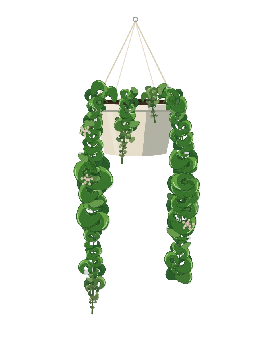 Drawing of a Hoya carnosa 'Compacta' in a pot