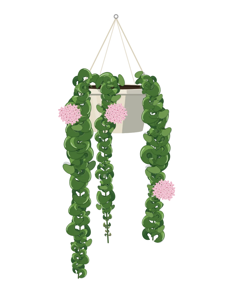 Drawing of a Hoya carnosa 'Compacta' in a pot