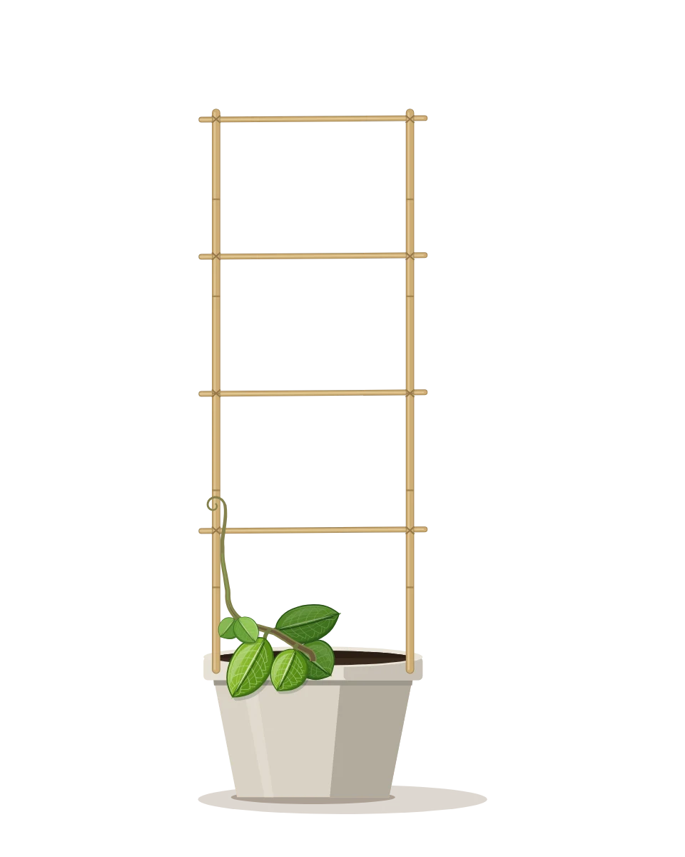 Drawing of a Hoya elliptica, a cutting: Day 1. A rooted cutting, fresh in its pot.