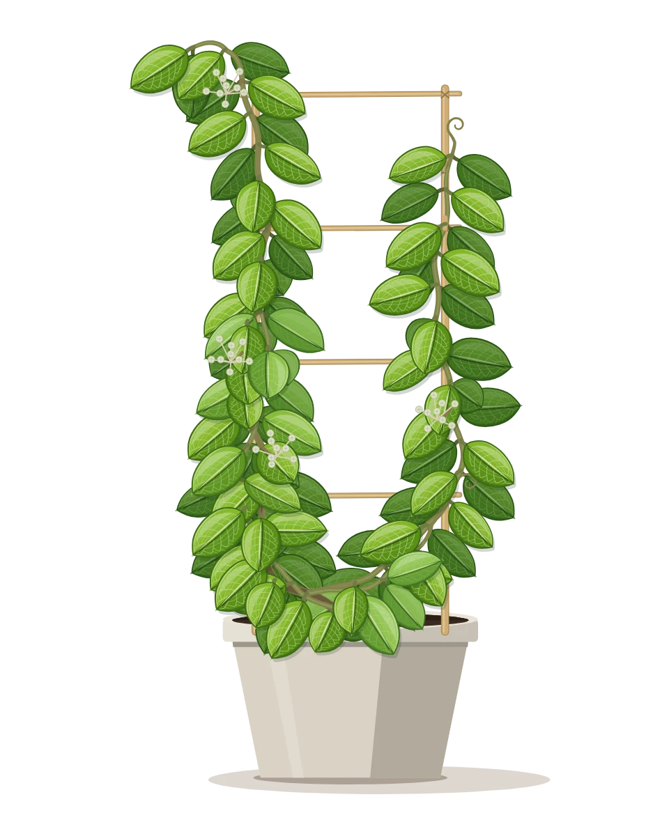 Drawing of a Hoya elliptica in a pot