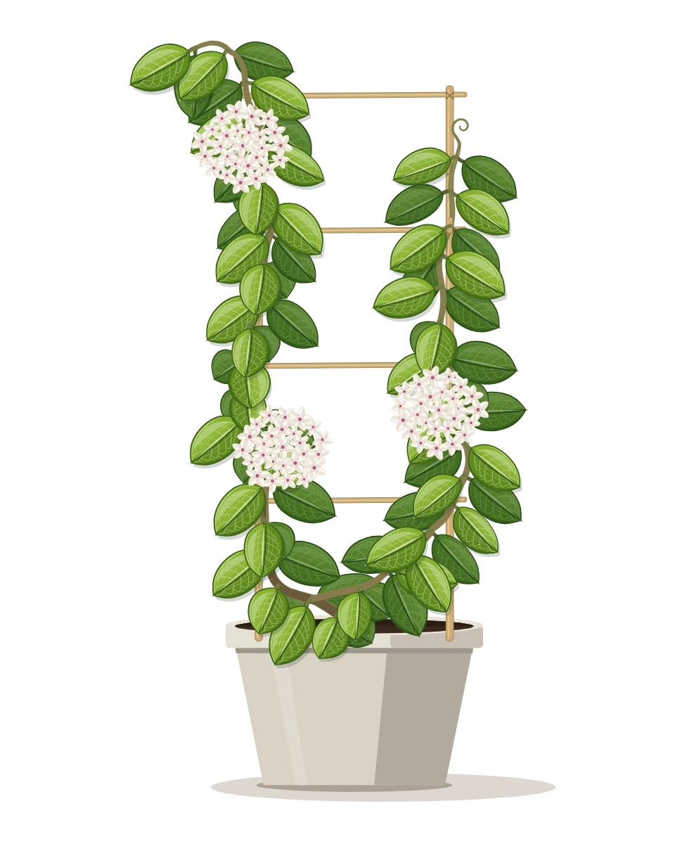 Drawing of a Hoya elliptica in a pot