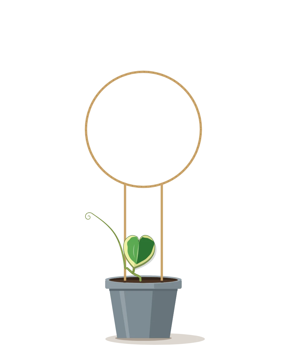 Drawing of a Hoya kerrii, a cutting: Day 1. A rooted cutting, fresh in its pot.