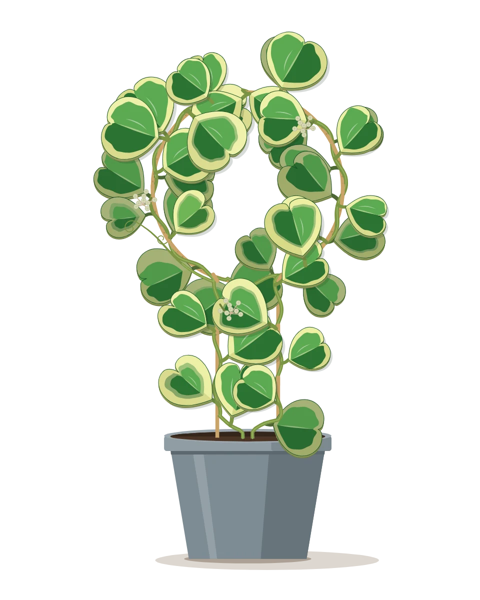 Drawing of a Hoya kerrii in a pot