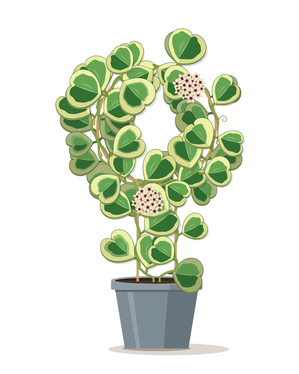 Drawing of a Hoya kerrii in a pot