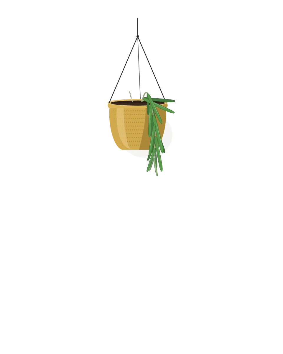 Drawing of a Hoya linearis, a cutting: Day 1. A rooted cutting, fresh in its pot.